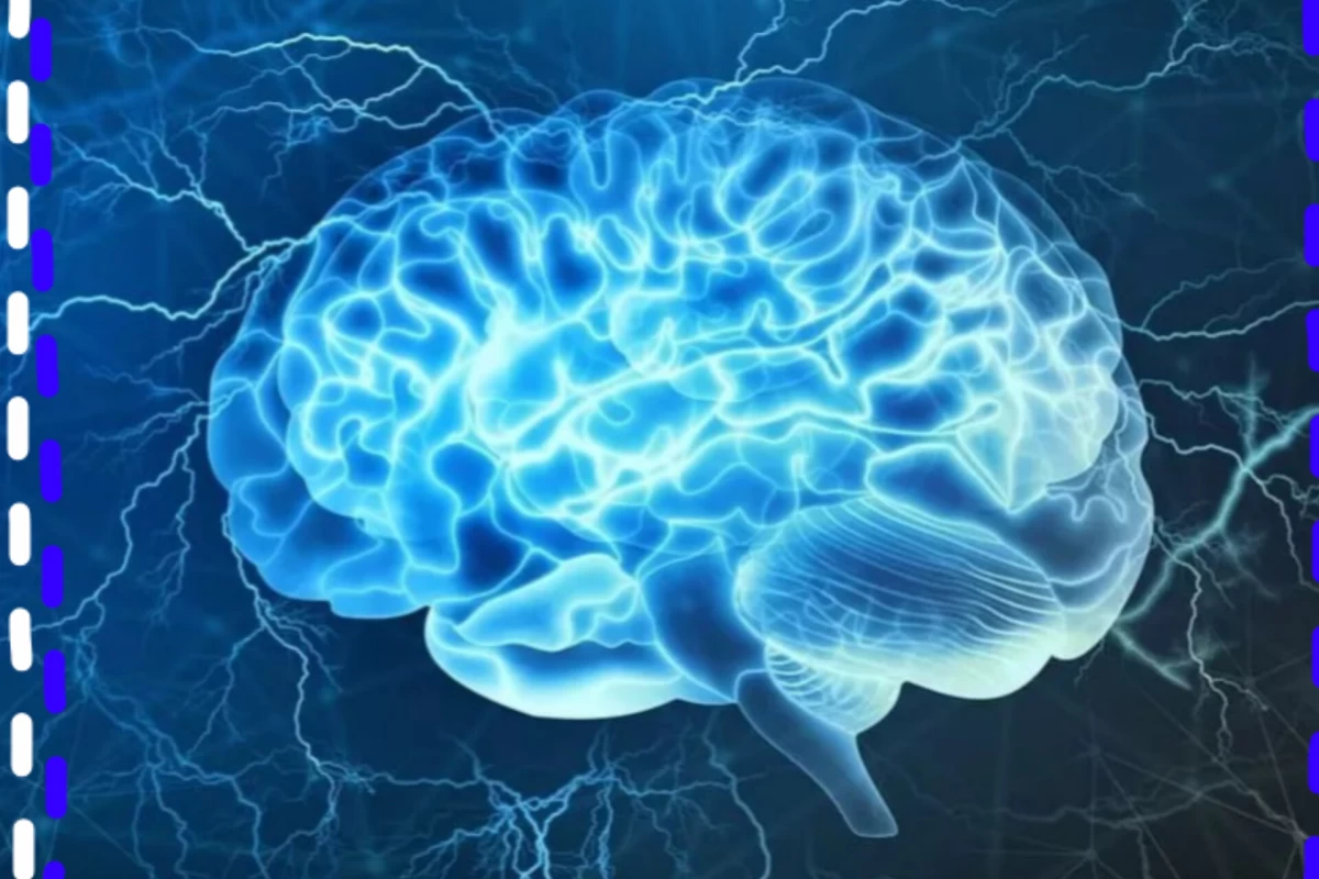 عکس مغز انسان چگونه خاطرات را ذخیره‌ می‌کند؟