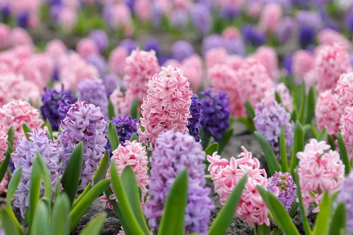 عکس کویینکارد های کیپاپ!