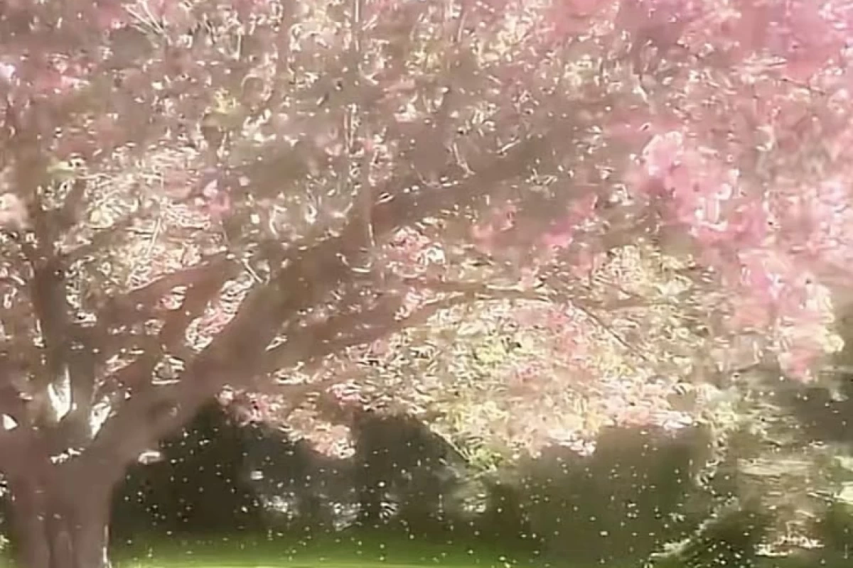 عکس ولی اون کارش درسته