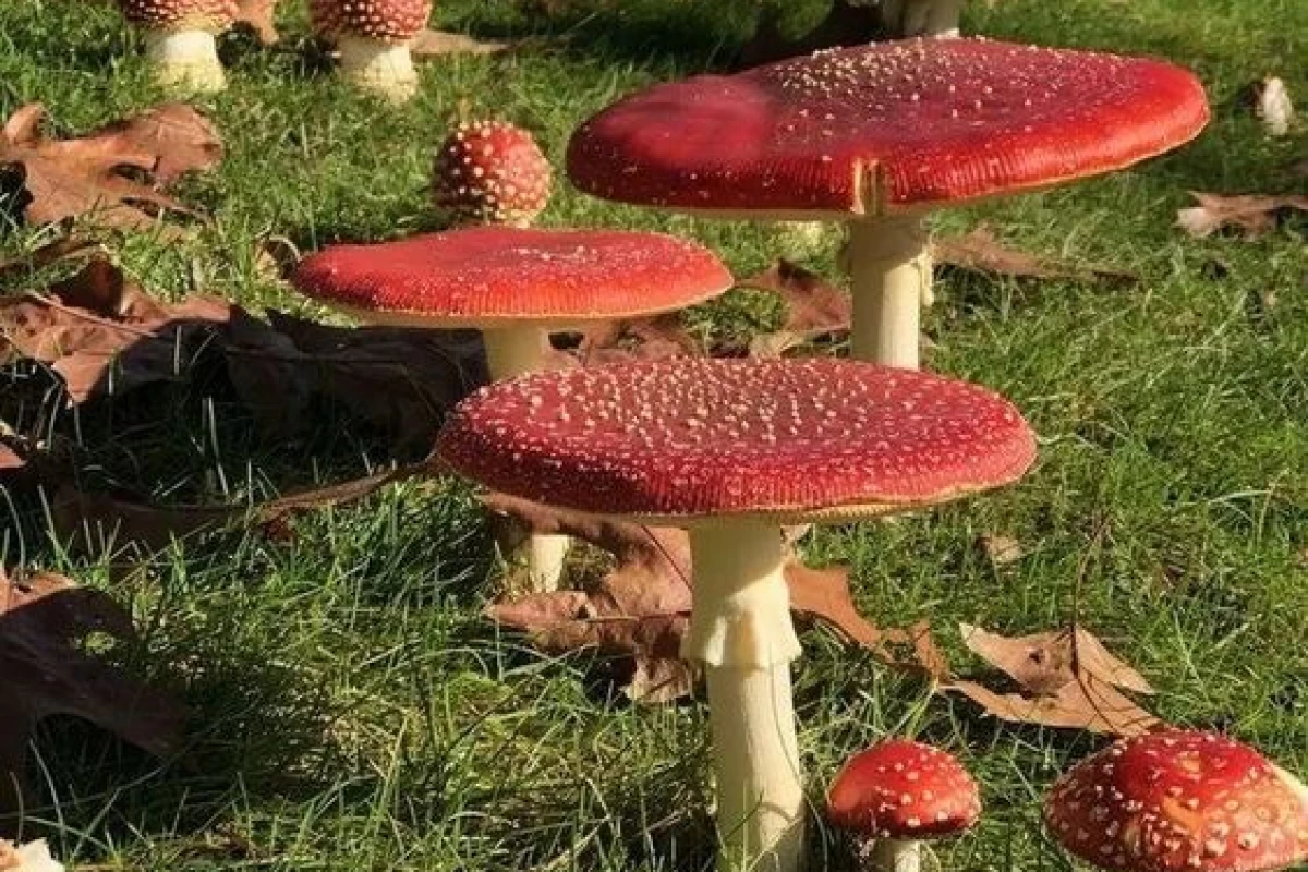 عکس میم کارتونی؟؟☆