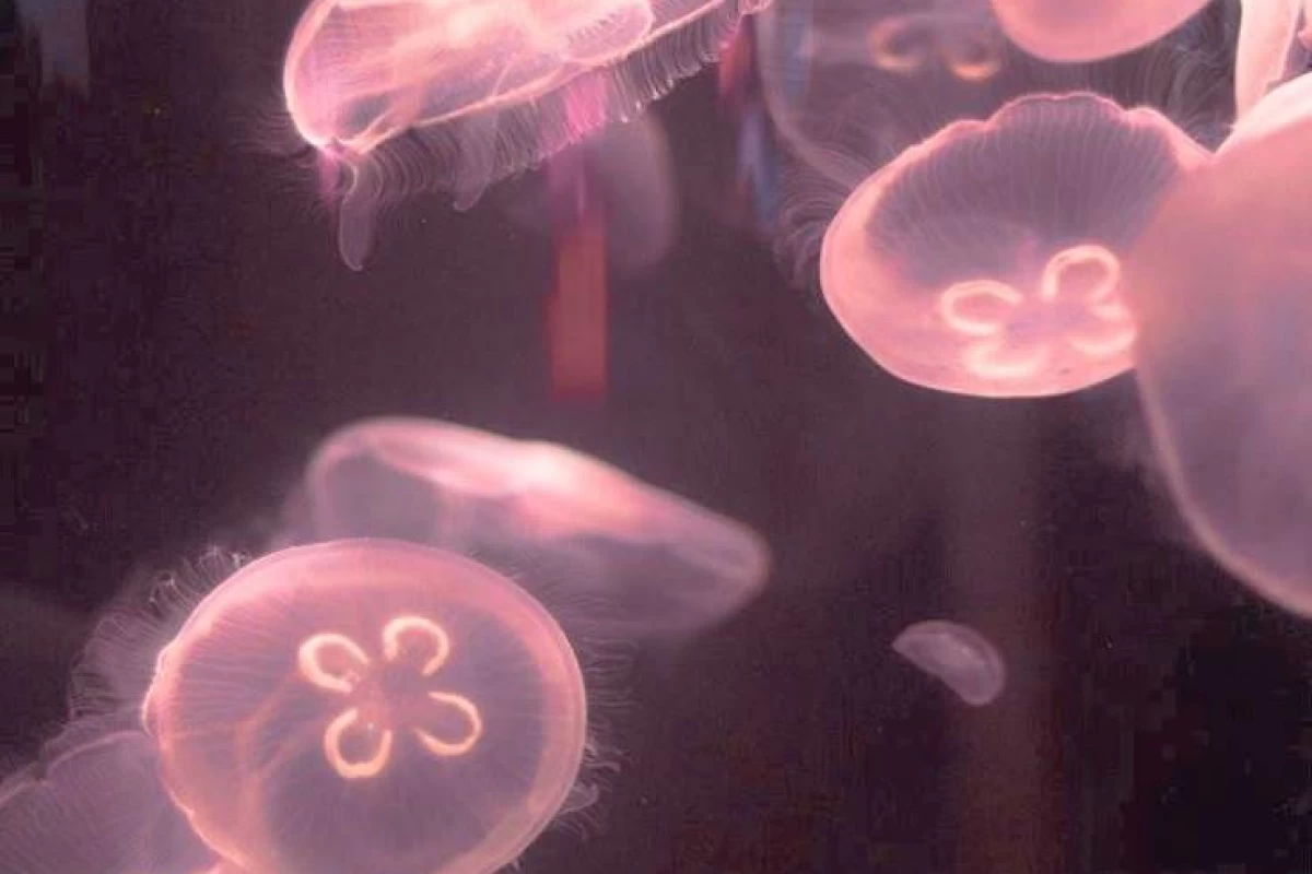 عکس فکت با حضور پونی P2