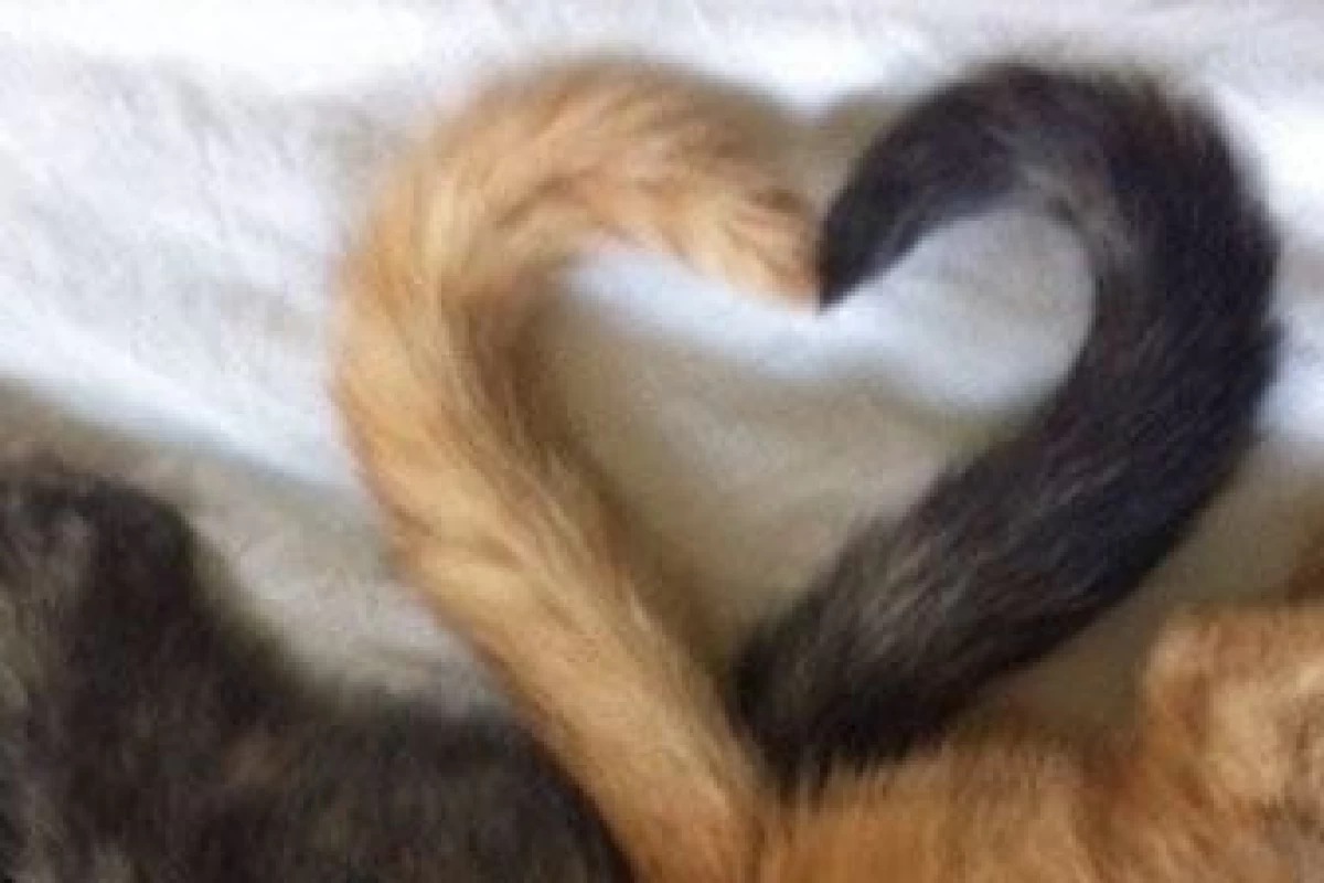 عکس فکت درباره گربه ها!