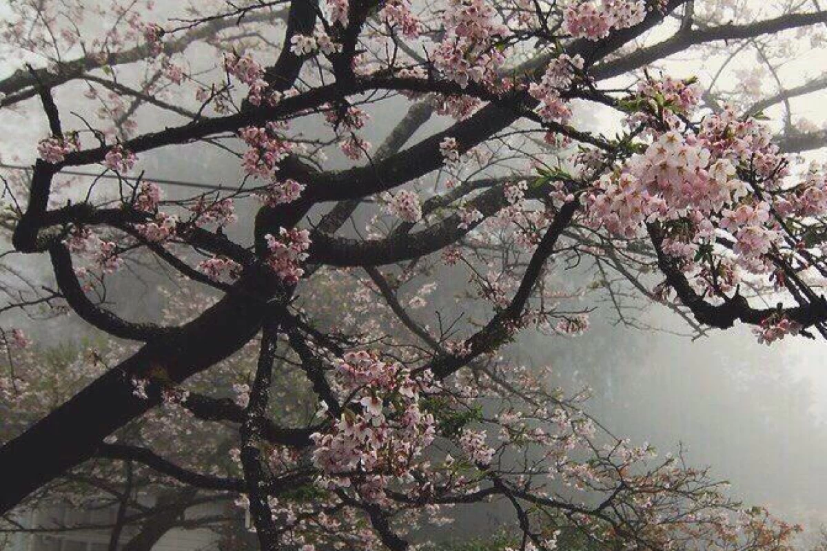 عکس ورژن انیمه ی یوتوبر های فارسی؟