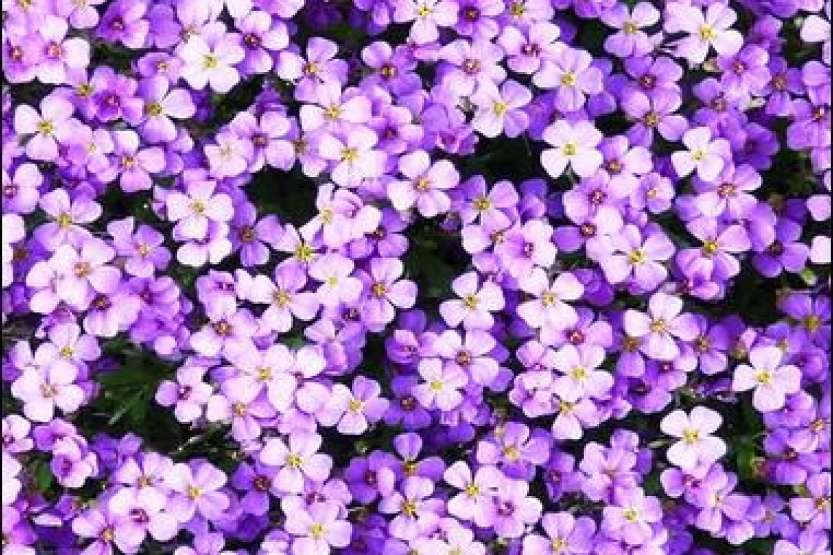 عکس آشنایی با من