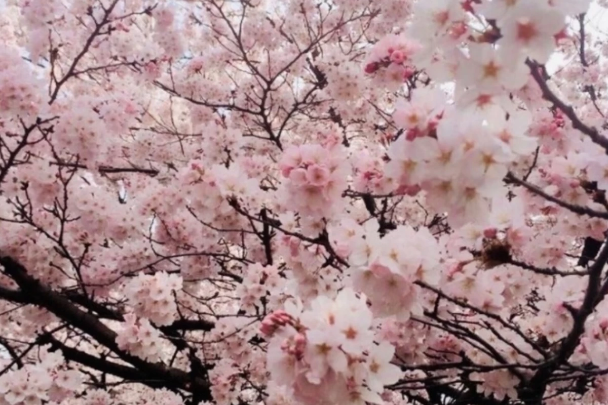 عکس بچه های نچسب کلاس core: