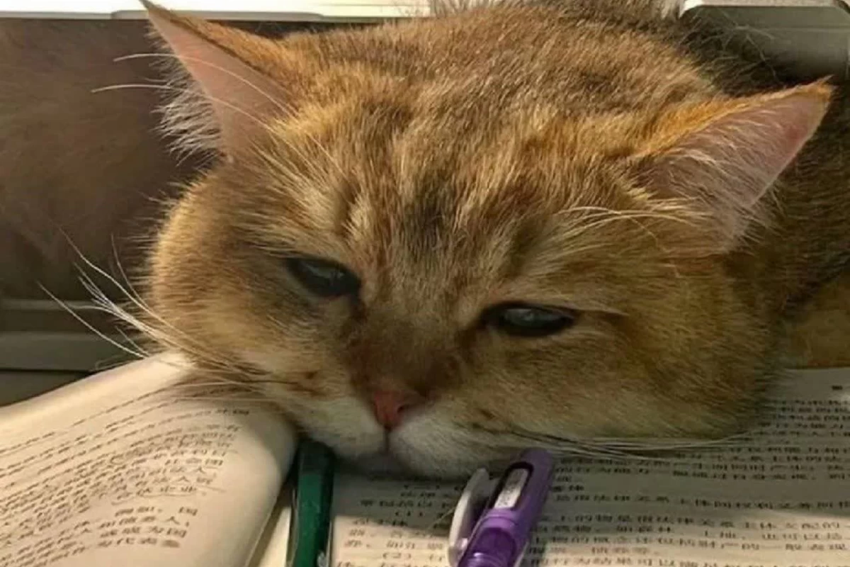 عکس اینطوری درس بخون..