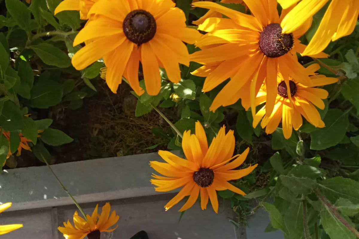 عکس میم طنز