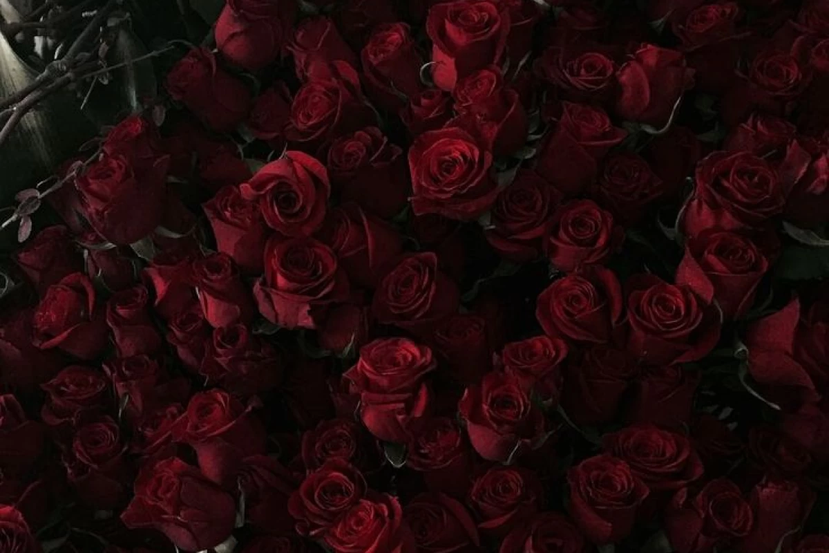 عکس ‌ ‌ ‌ ‌ ‌ ‌ 𝑏𝑟𝑢𝑛𝑒𝑡𝑡𝑒