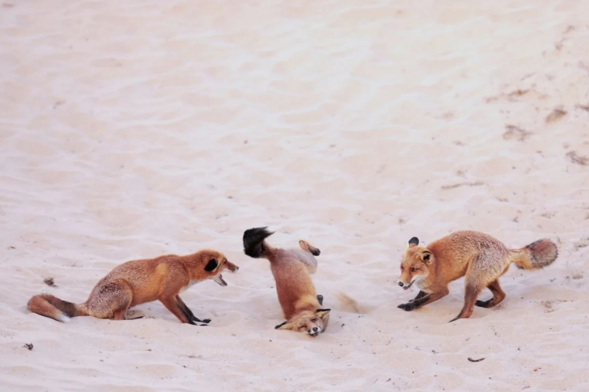 عکس برندگان مسابقه عکاسی کمدی حیات‌وحش نیکون