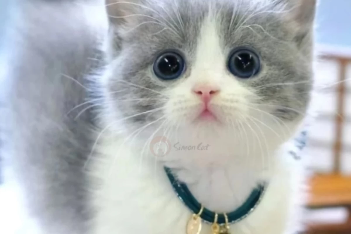 عکس حقایق جالب راجع به گربه‌ها