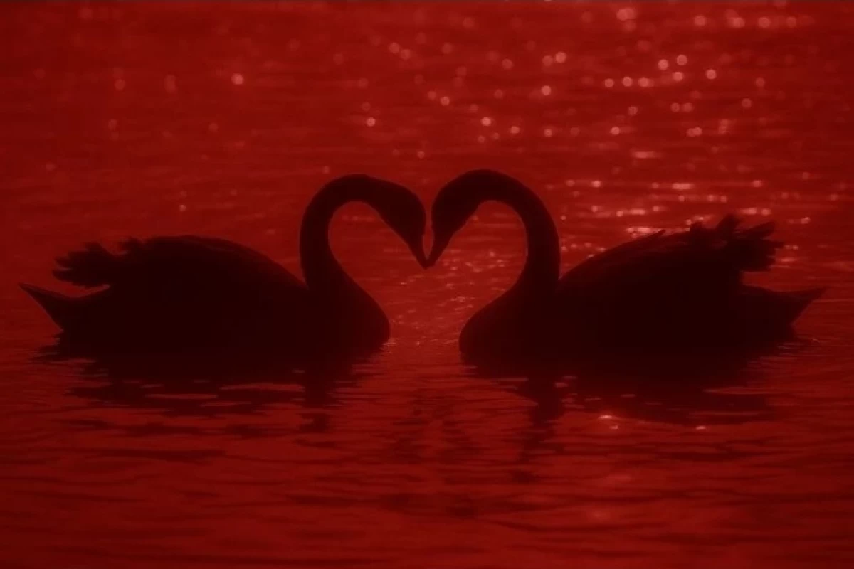 عکس ?Angel or devil