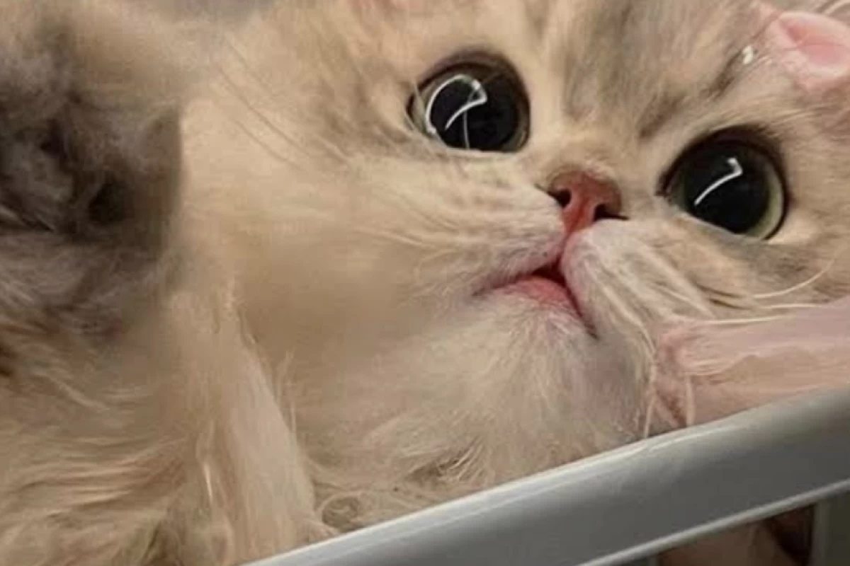 عکس چرا میگویند گربه ها ۷ جون دارند ؟