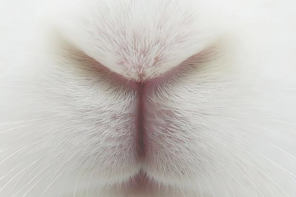 عکس رومئو وژولیت؛