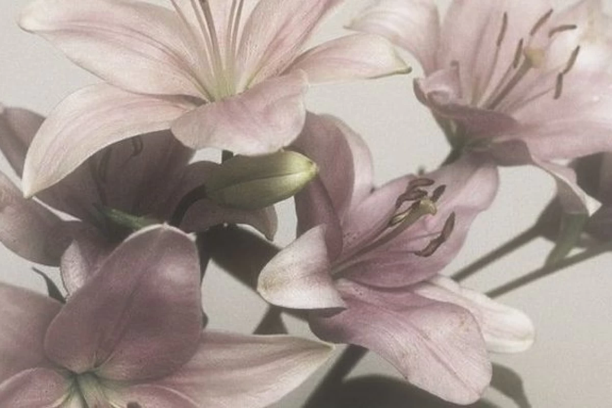 عکس ☆˙∘.𐙚𝐵𝑖𝑜 𝑆𝑒𝑡𝑖𝑦𝑎