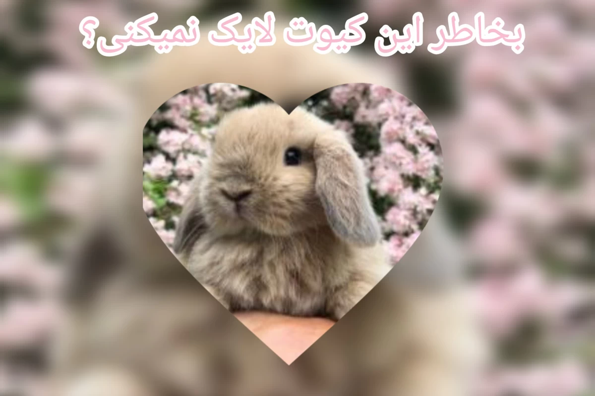 عکس نرم ترین جانور جهان