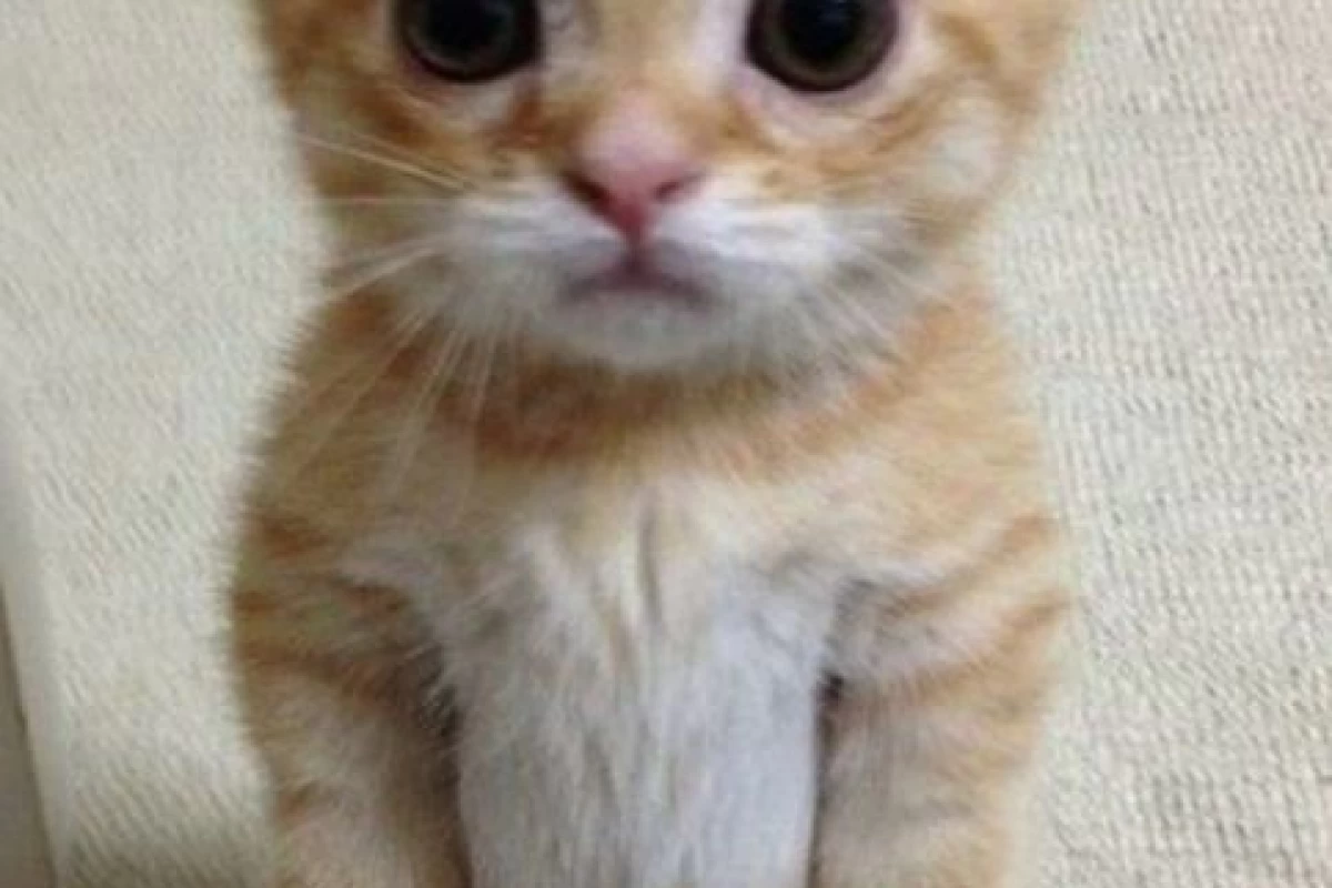 عکس عجایب رو مخ ۲ (انیمهver)