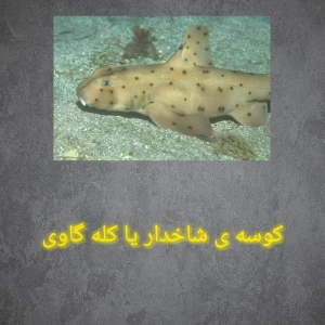کاور