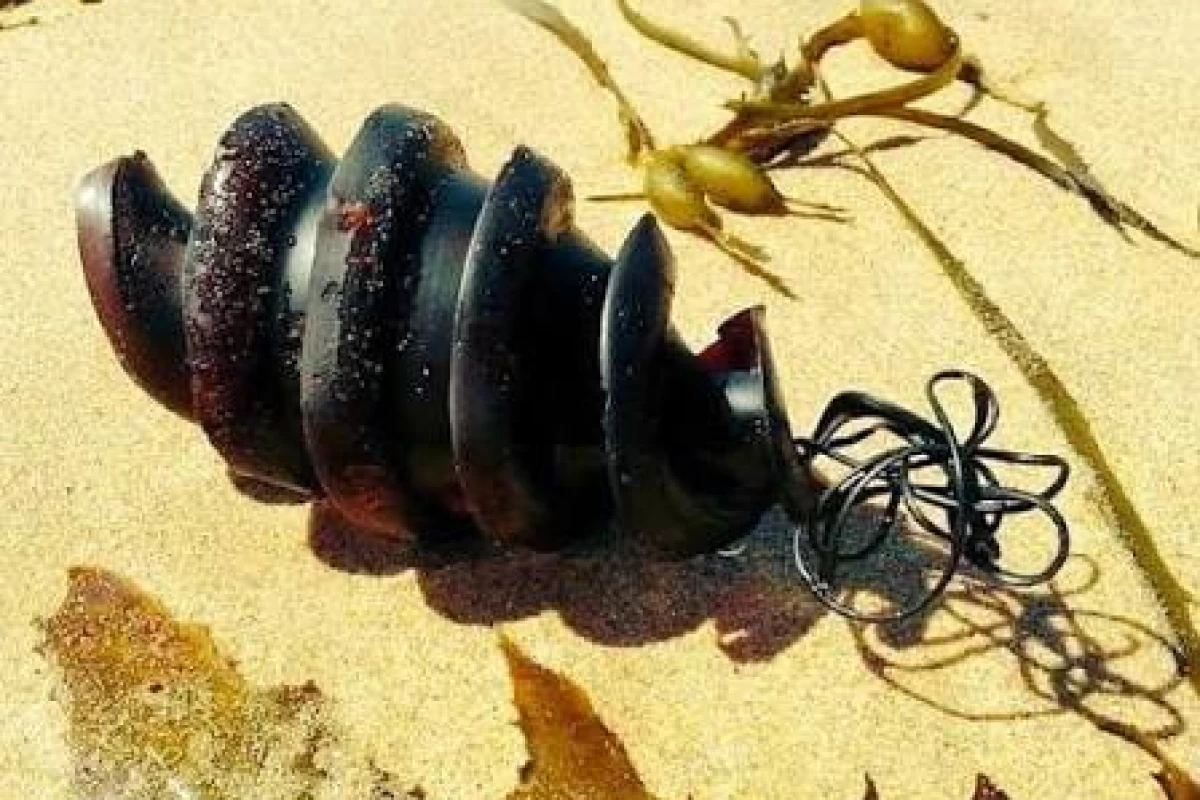 عکس کوسه های کله گاوی چی هستند؟