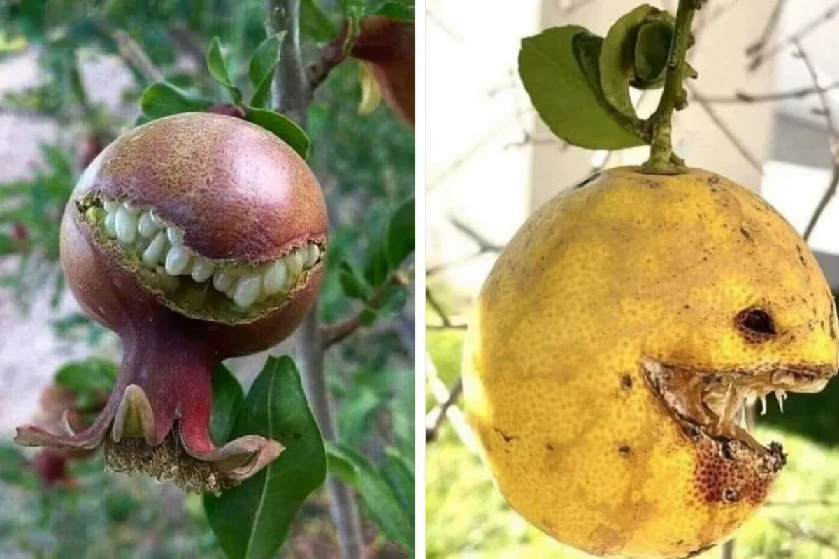 عکس توییت طنز پارت ۲