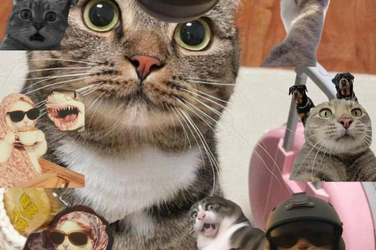 عکس سفر میوسولنا