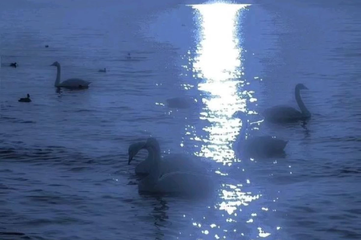 عکس اتاق تراپیست p¹