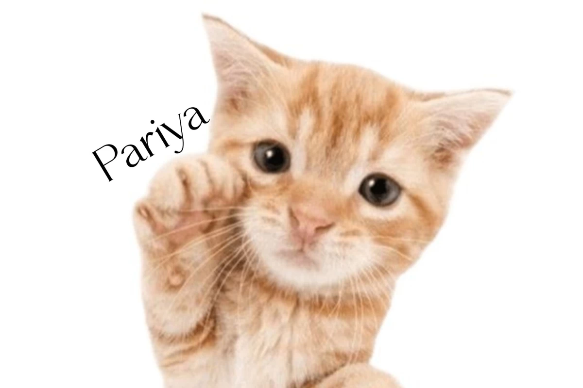 عکس 𑣲: با پیشی دوست شو!