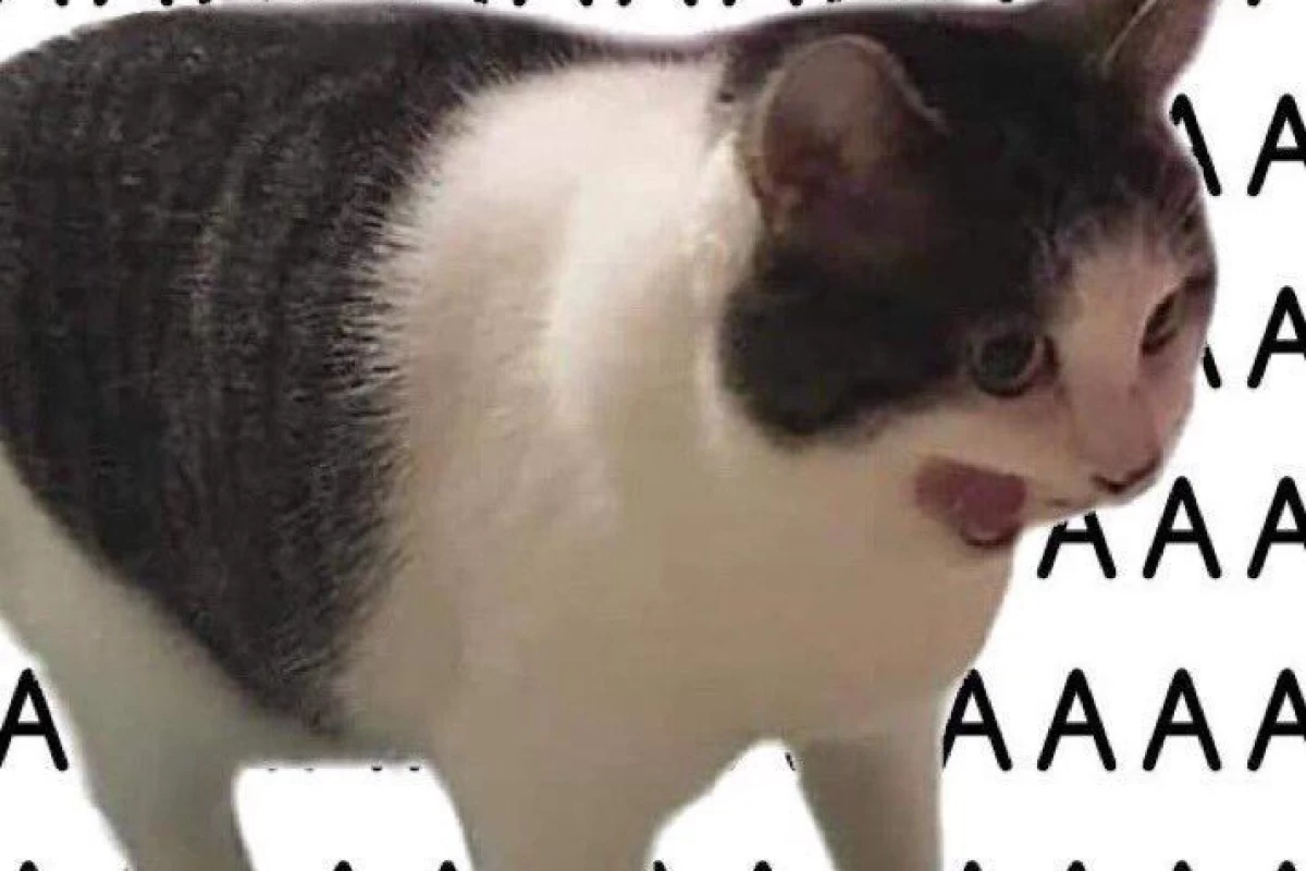 عکس این چه کاری بود آخه اخوی!