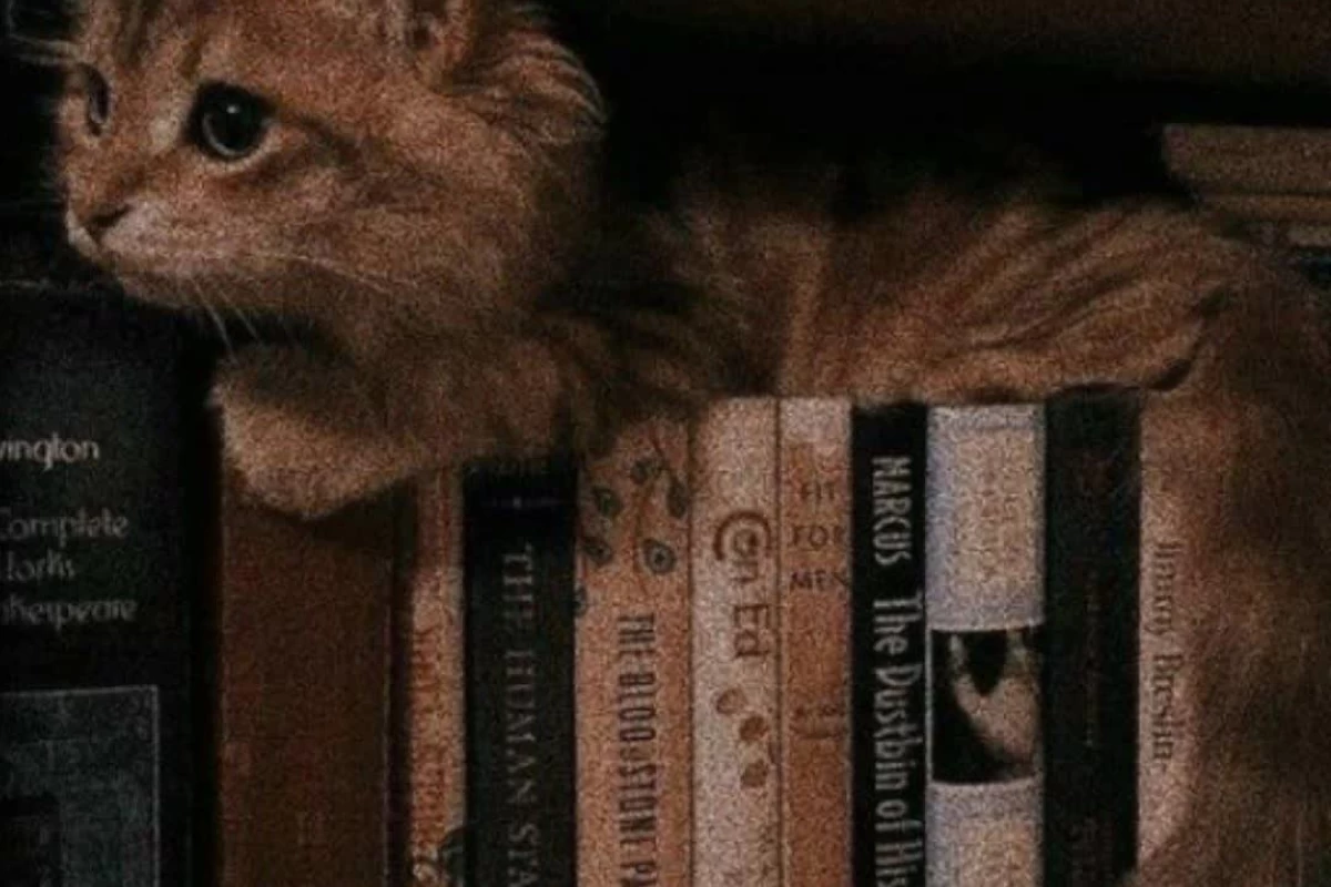 عکس ☆🌷چجوری باید باور کنم؟🌷☆