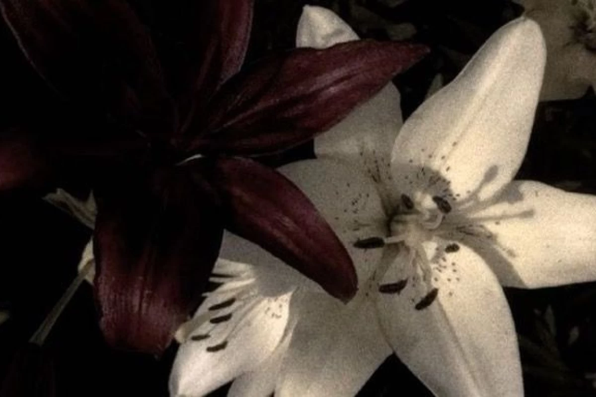 عکس زوتوپیا 3