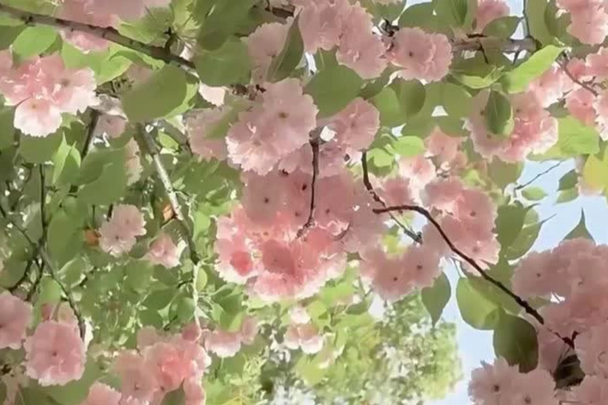 عکس هی اوتاکو!چشماتو باز کن!