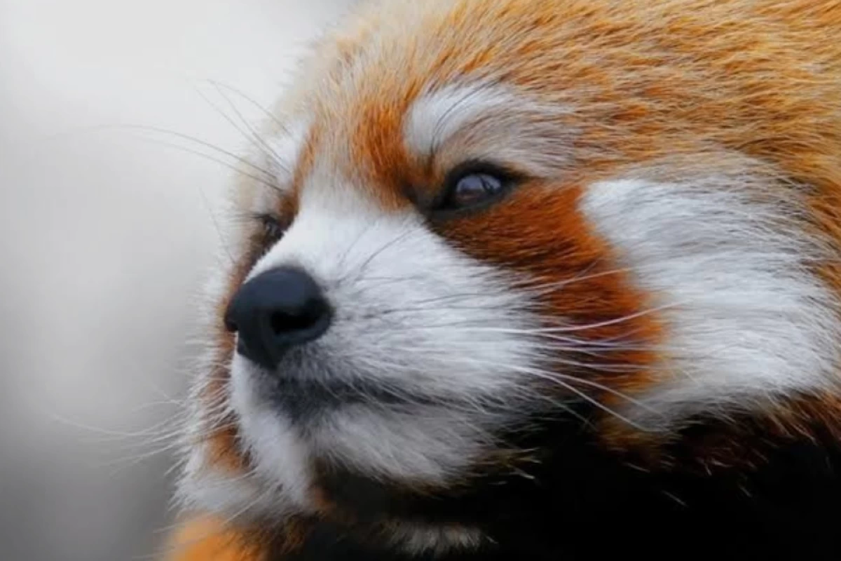 عکس حقایقی درمورد پاندا قرمز