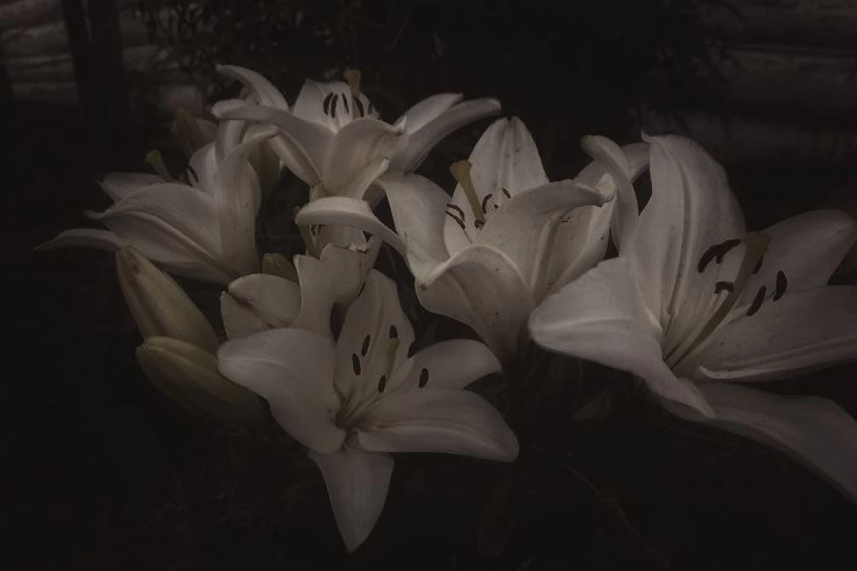 عکس "آهنگایی با وایب زمستونی"