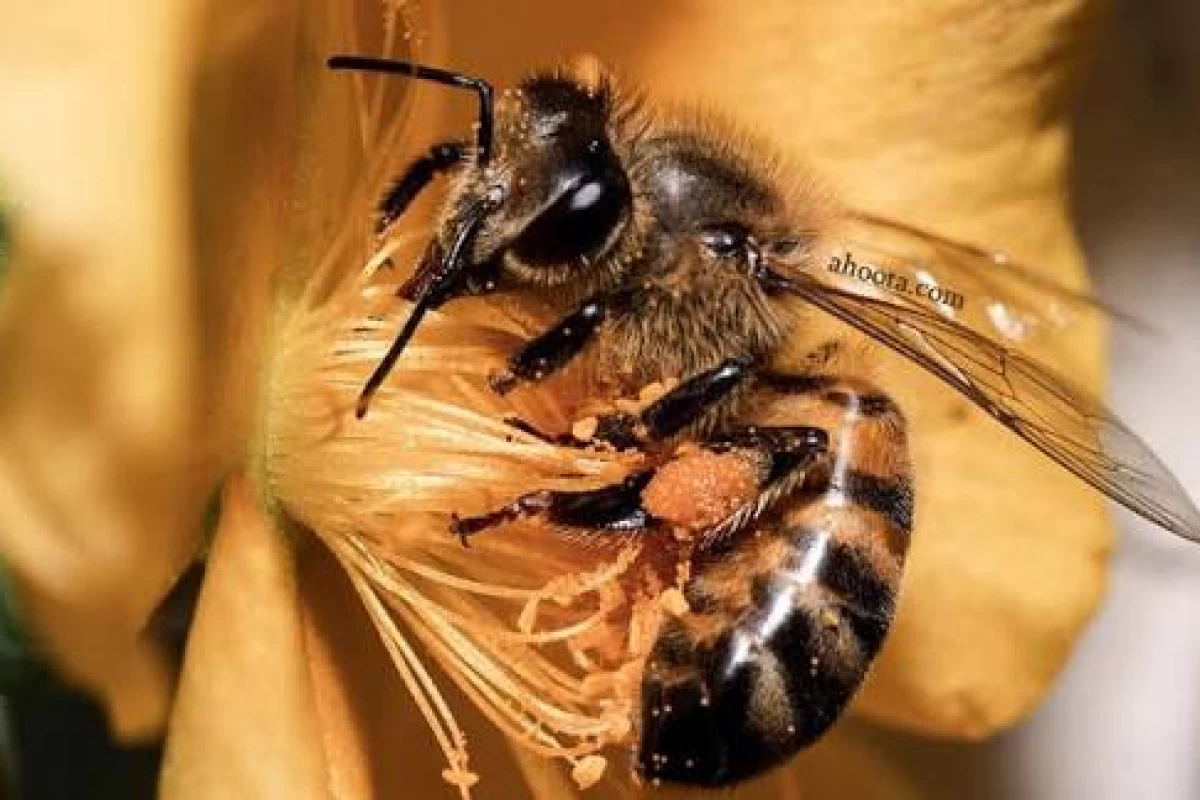 عکس زنبور عسل
