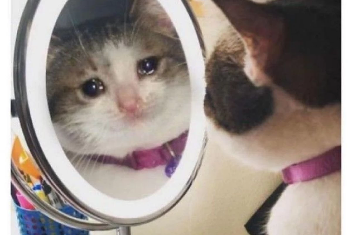 عکس وا اخوی؟منظورت چیه ؟