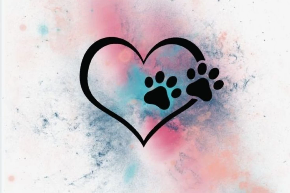 عکس شگفتی های ساختار بدن گربه