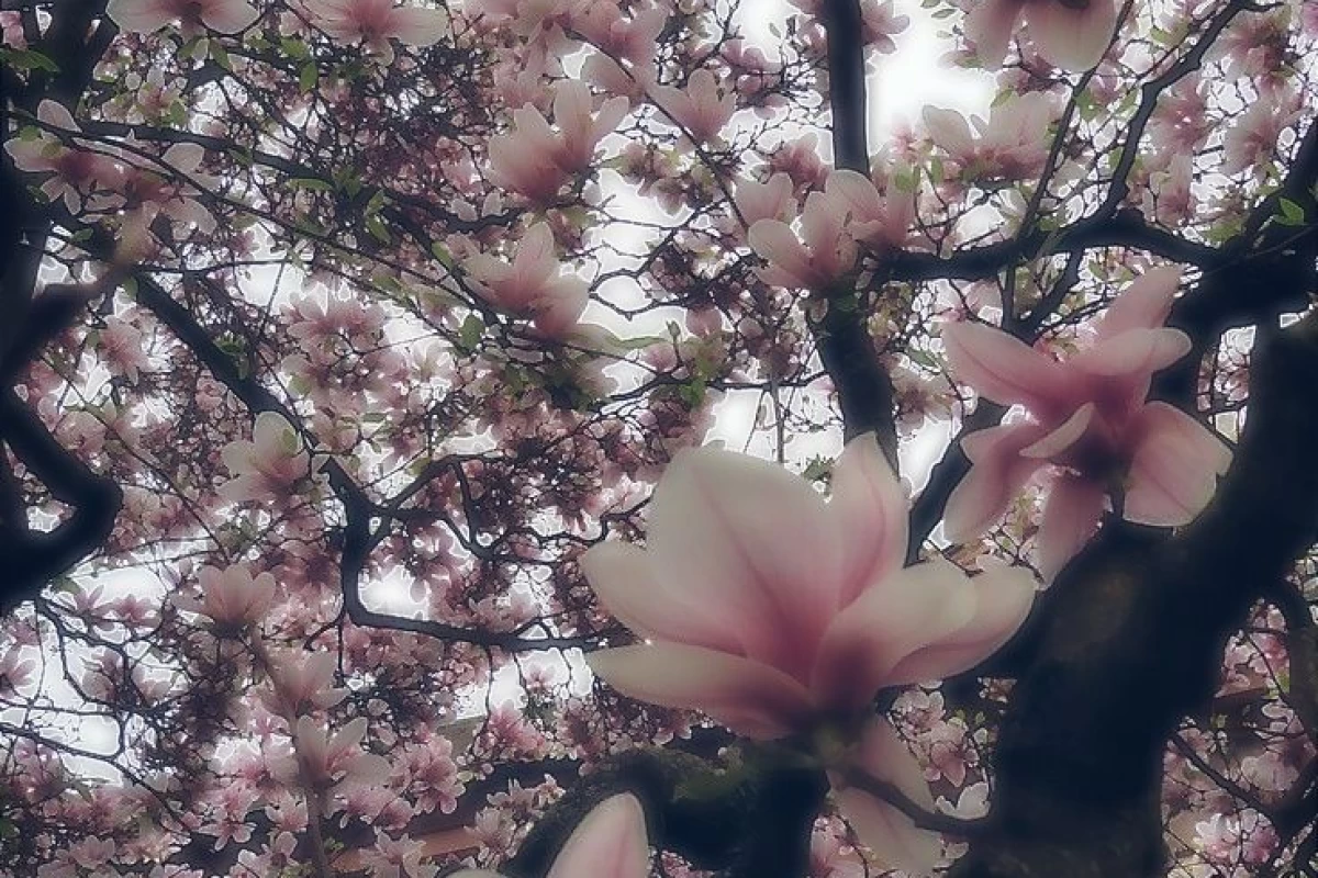 عکس چطوری بیست بشم؟