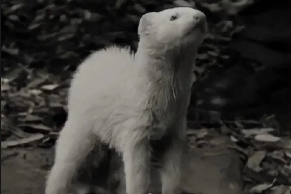 عکس چگونه مطمئن شویم یک اسلیترینی اصیل هستیم؟