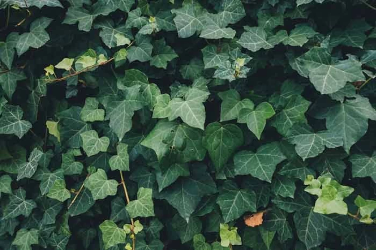 عکس راز شنیدنی طبیعت: آیا گیاهان صداها را می‌شنوند؟