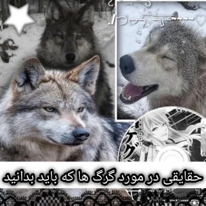 عکس حقیقت هایی درمورد گرگ ها که باید بدانید.