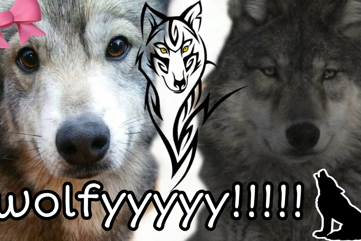 عکس حقیقت هایی درمورد گرگ ها که باید بدانید.