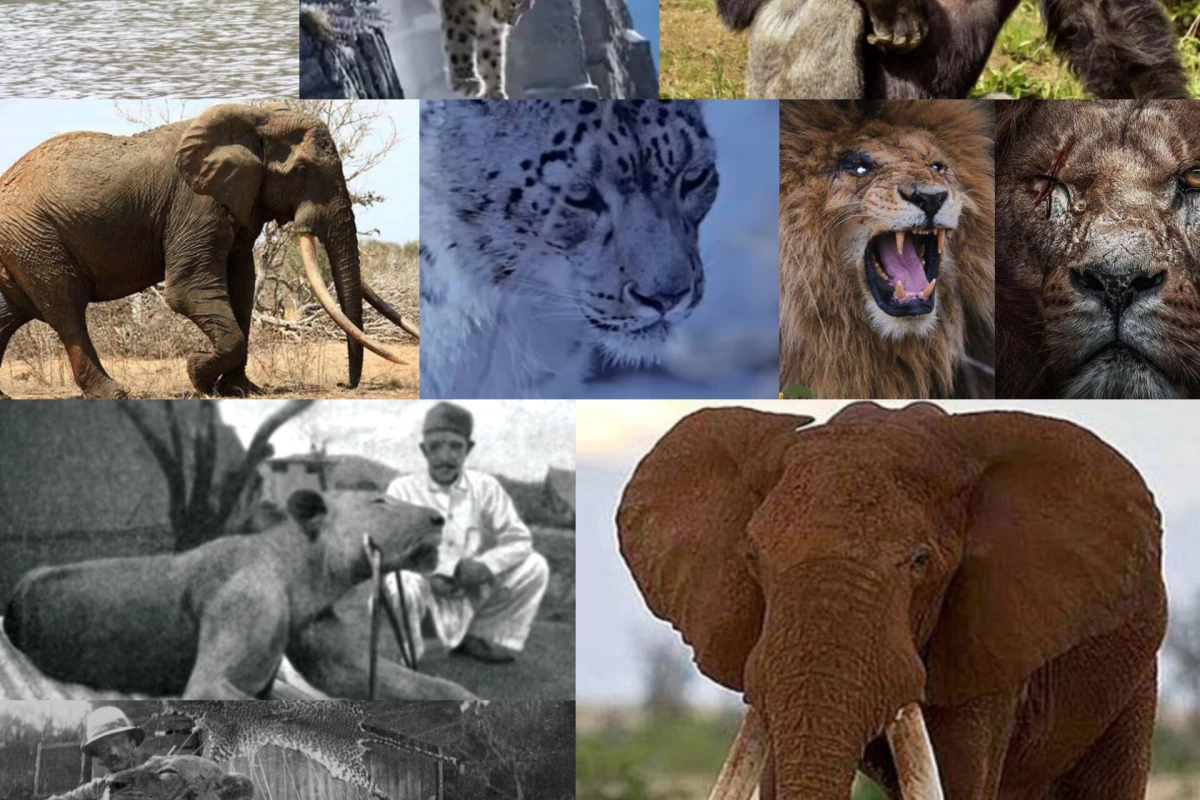 عکس نام دار ترین حیوانات دنیا