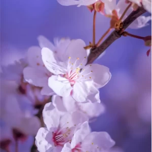 عکس نماد هر ماه