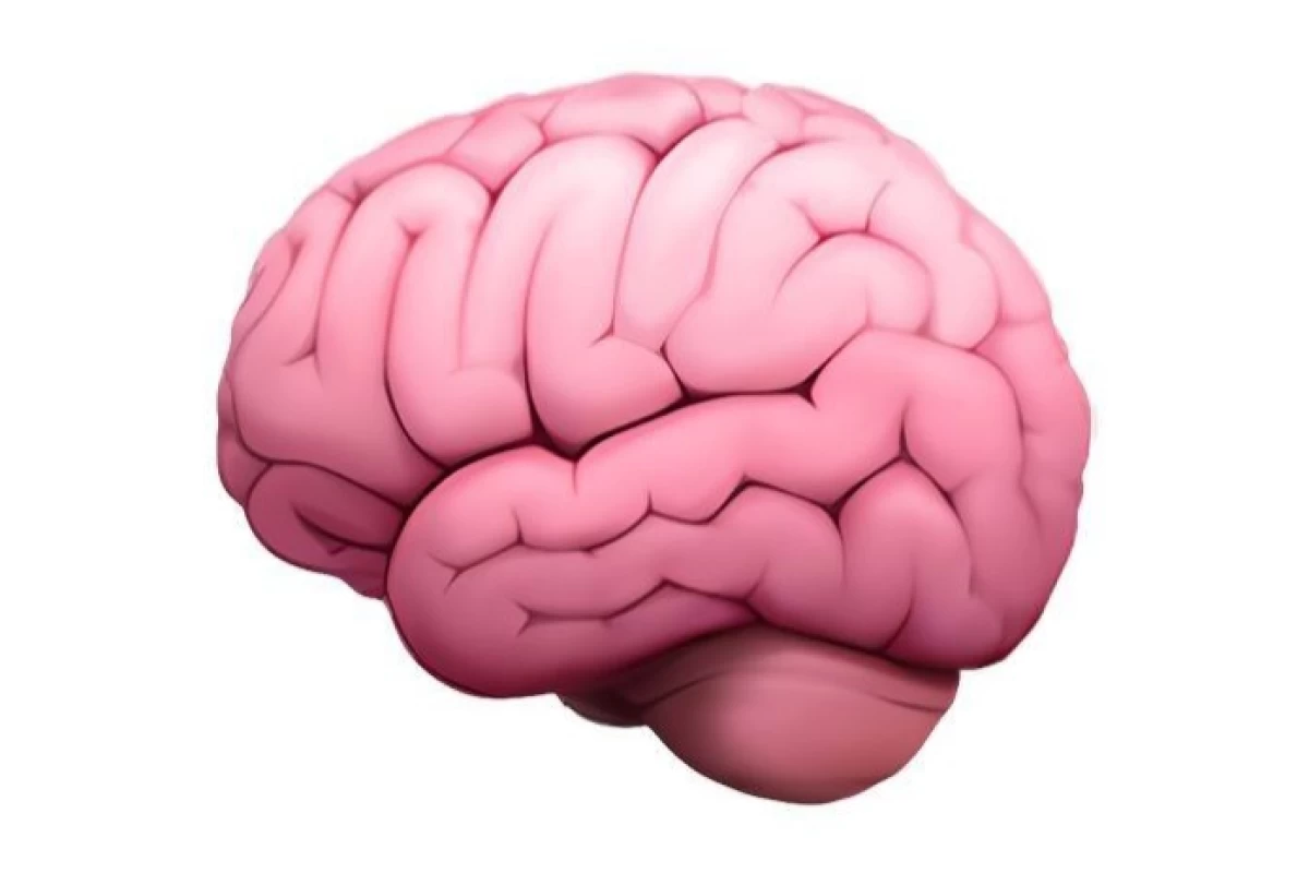 عکس مغز درد را حس نمیکند؟