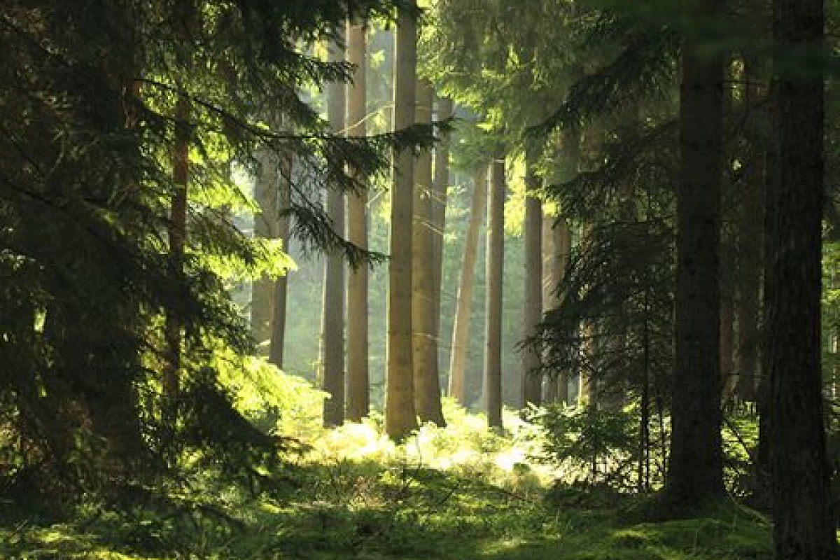 عکس گریه کردن درخت گردو