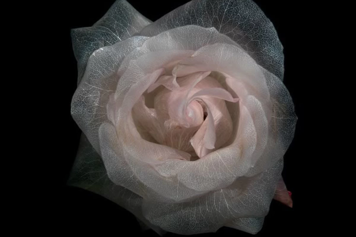 عکس واقعیت تلخ 903