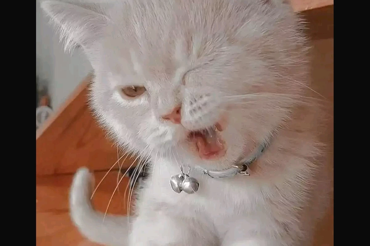 عکس میم با اسانس سم p۳