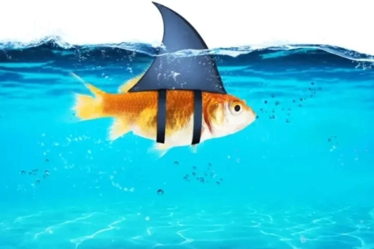 عکس قاطئیت و  جرئت ورزی