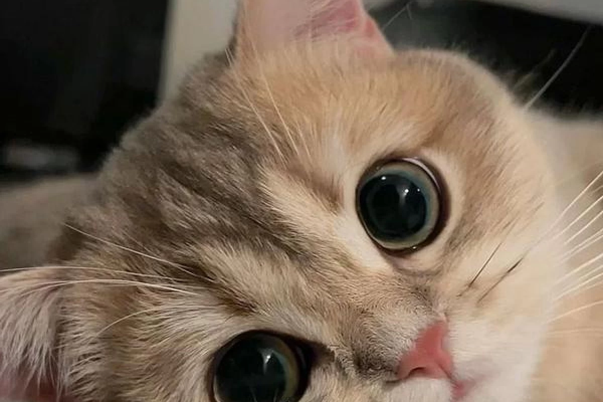 عکس محبوب ترین نژاد های گربه