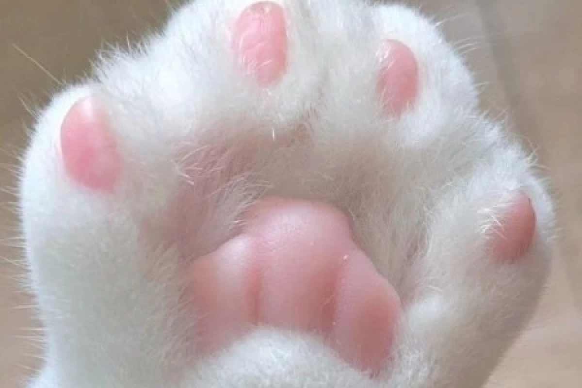 عکس باهوش ترین حیوانات