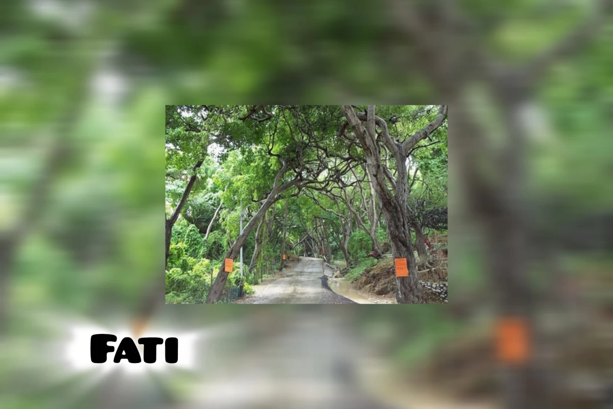 عکس خطرناک ترین درخت دنیا